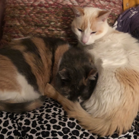 Meet your Posher, Darlene - Picture 2 of 2